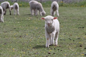 image via dailyrecordnews.com