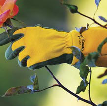 image via edmondsroses.com