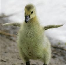 image via www.wundergraound.com