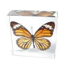 image via butterfly-gifts.com