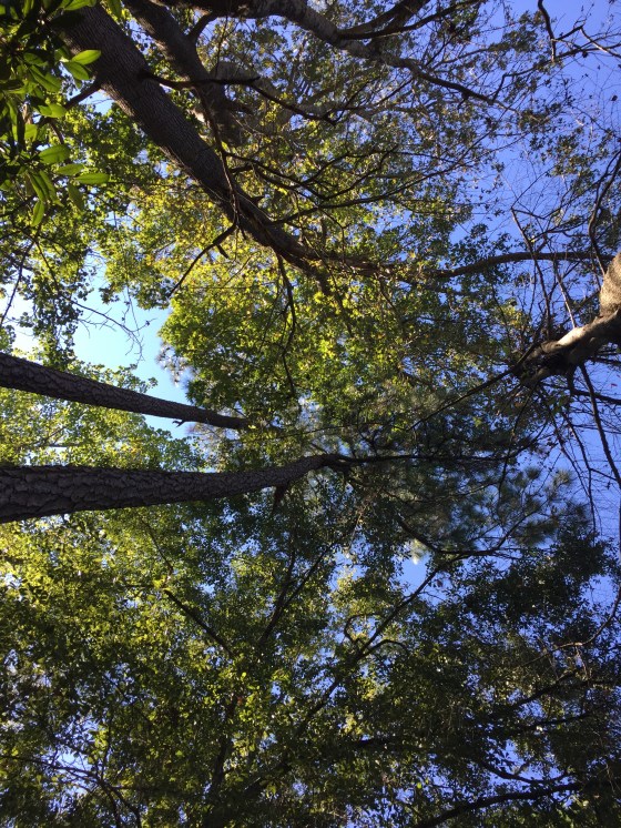 image: from the heart of j