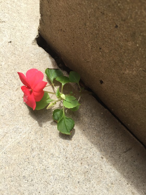 picture credit: julianne jackson